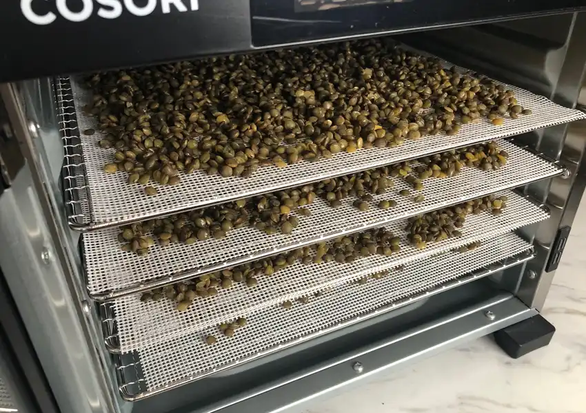 All trays in the dehydrator for dehydrating