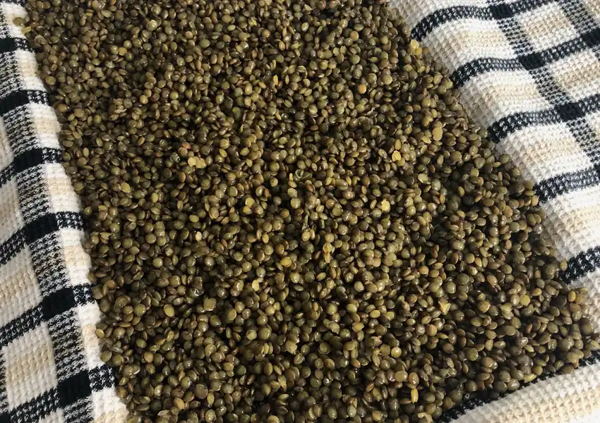Patting dry the lentils on a waffle tea towel to absorb more water