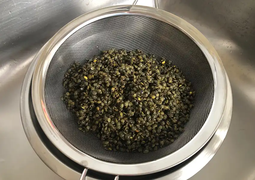 Lentils being strained after rinsing