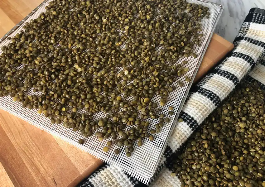 Spreading out the lentils on drying racks with perforated silicon sheets