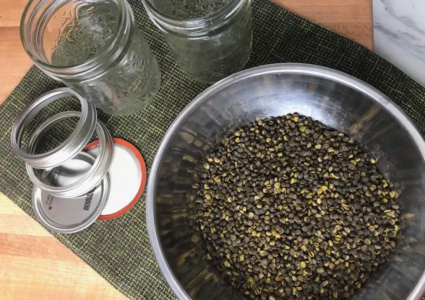 Lentils cooled and ready for storage in canning mason jars