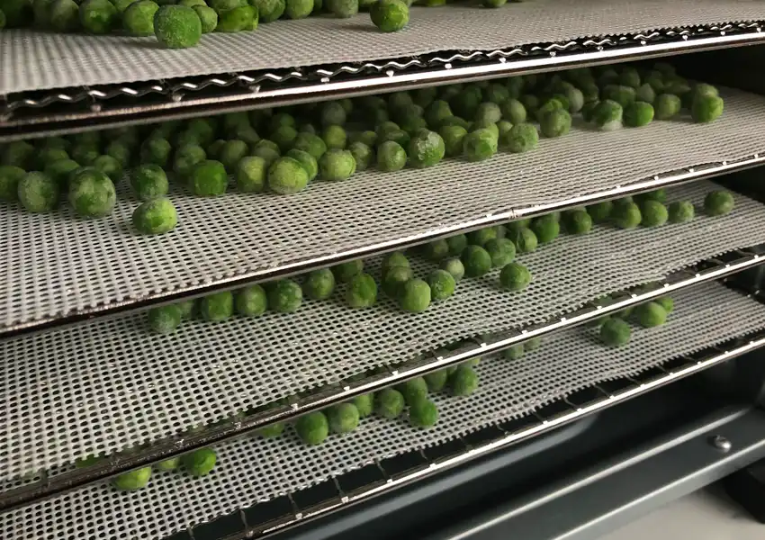Showing frozen peas on trays in the dehydrator