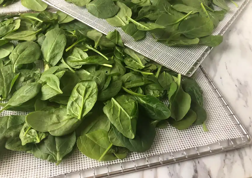 Showing baby spinach leaves placed on dehydrator trays